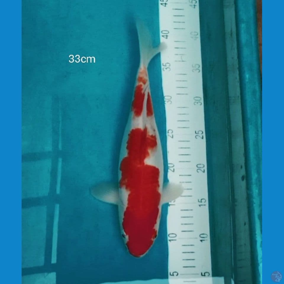 Kohaku 33cm