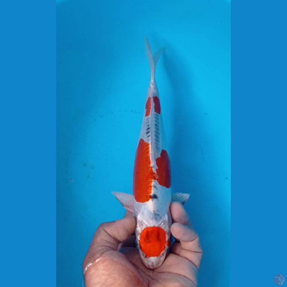 KUJAKI DOIT 29CM