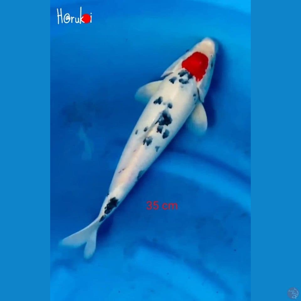 Male 35 cm