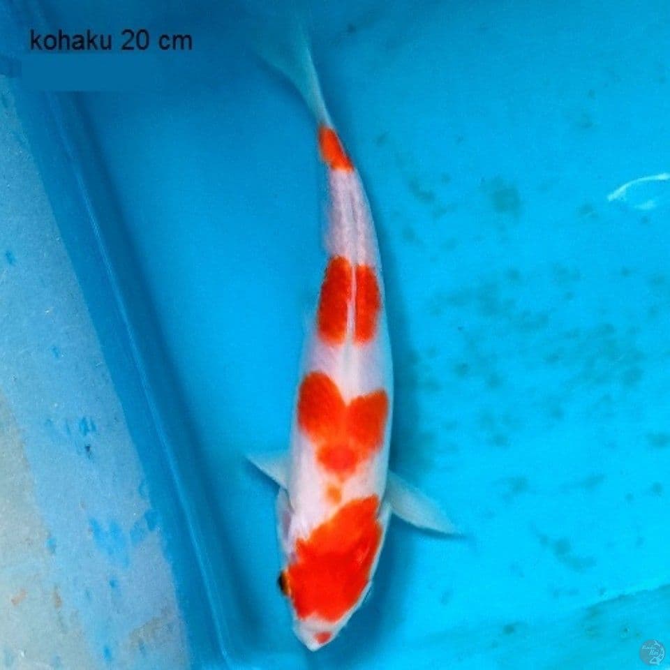 Bahan Yondan ORi 20cm