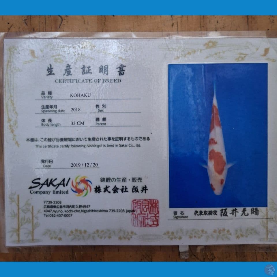Kohaku 57 cm serti Sakai Fish Farm