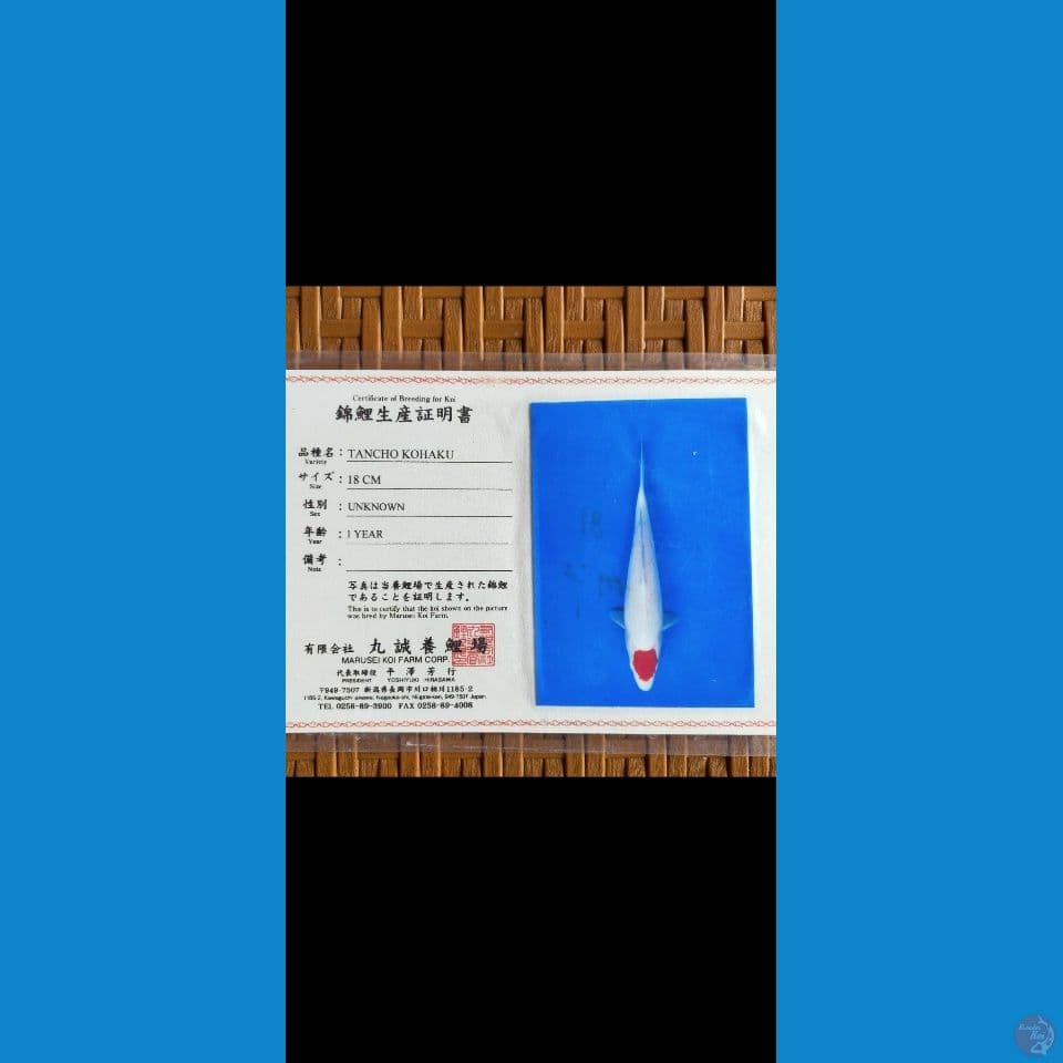 Tancho 52 cm serti Marusei Koi Farm