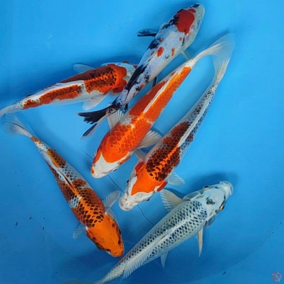 kujaku, showa20-23cm