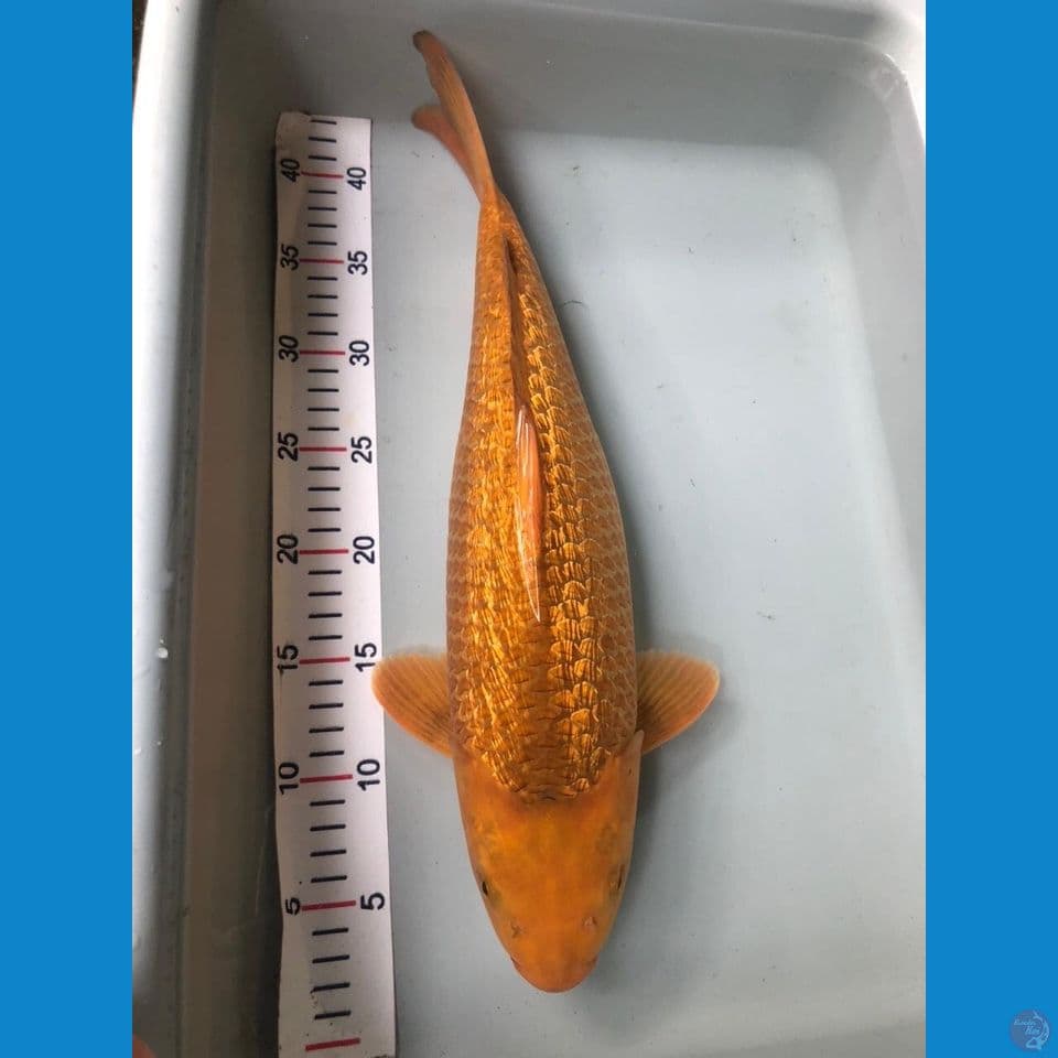 karamel bulky 40bu