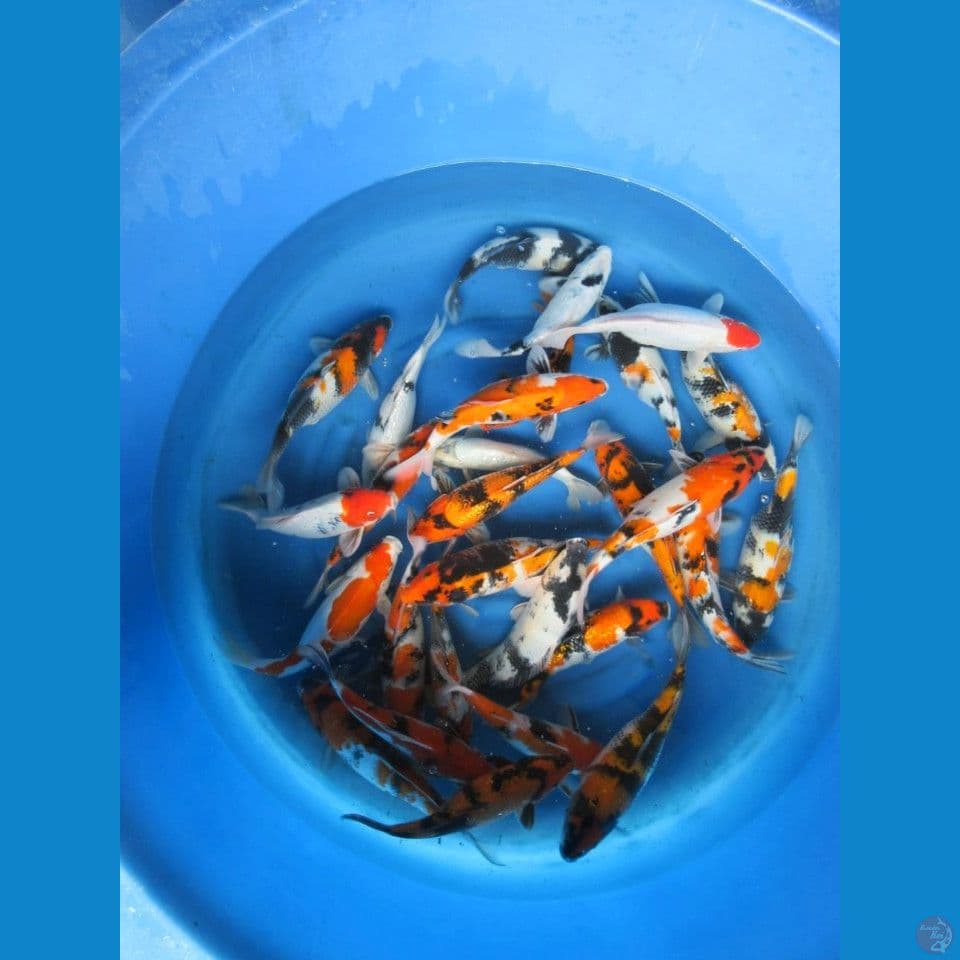 Edisi Spesial !! Paket 27ekor , 28-35cm