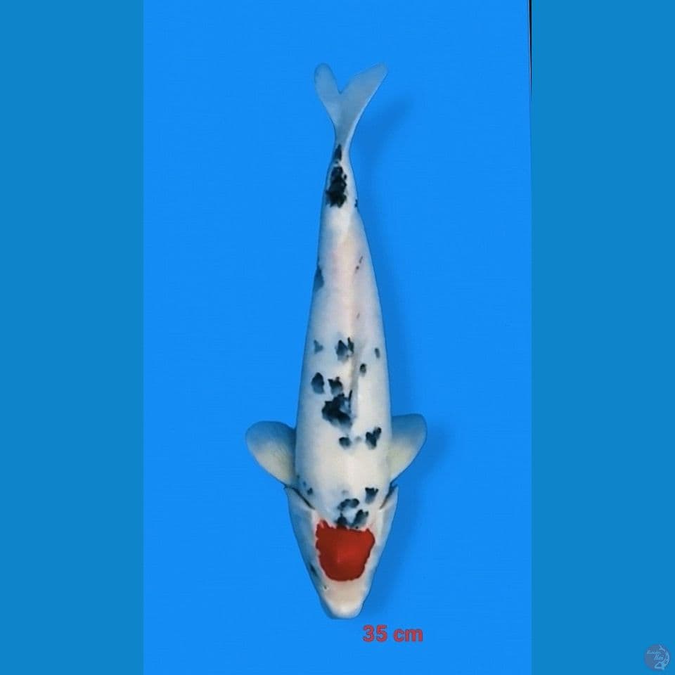 Male strong 35 cm