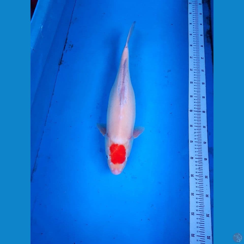 TANCHO KOHAKU DOITSU 49 CM