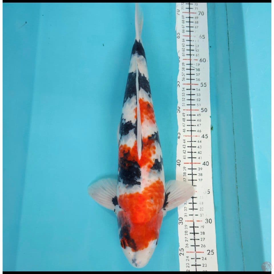 showa 46cm F