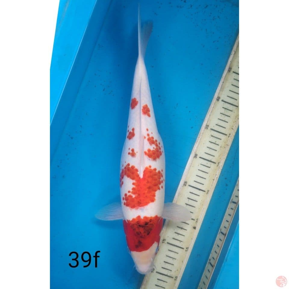 KANOKO KOROMO, 39CM FEMALE