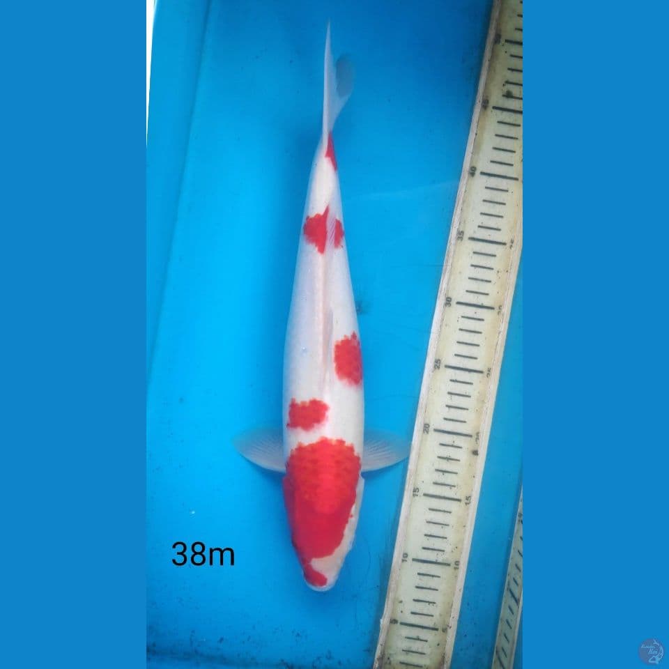 Kohaku, 38cm male