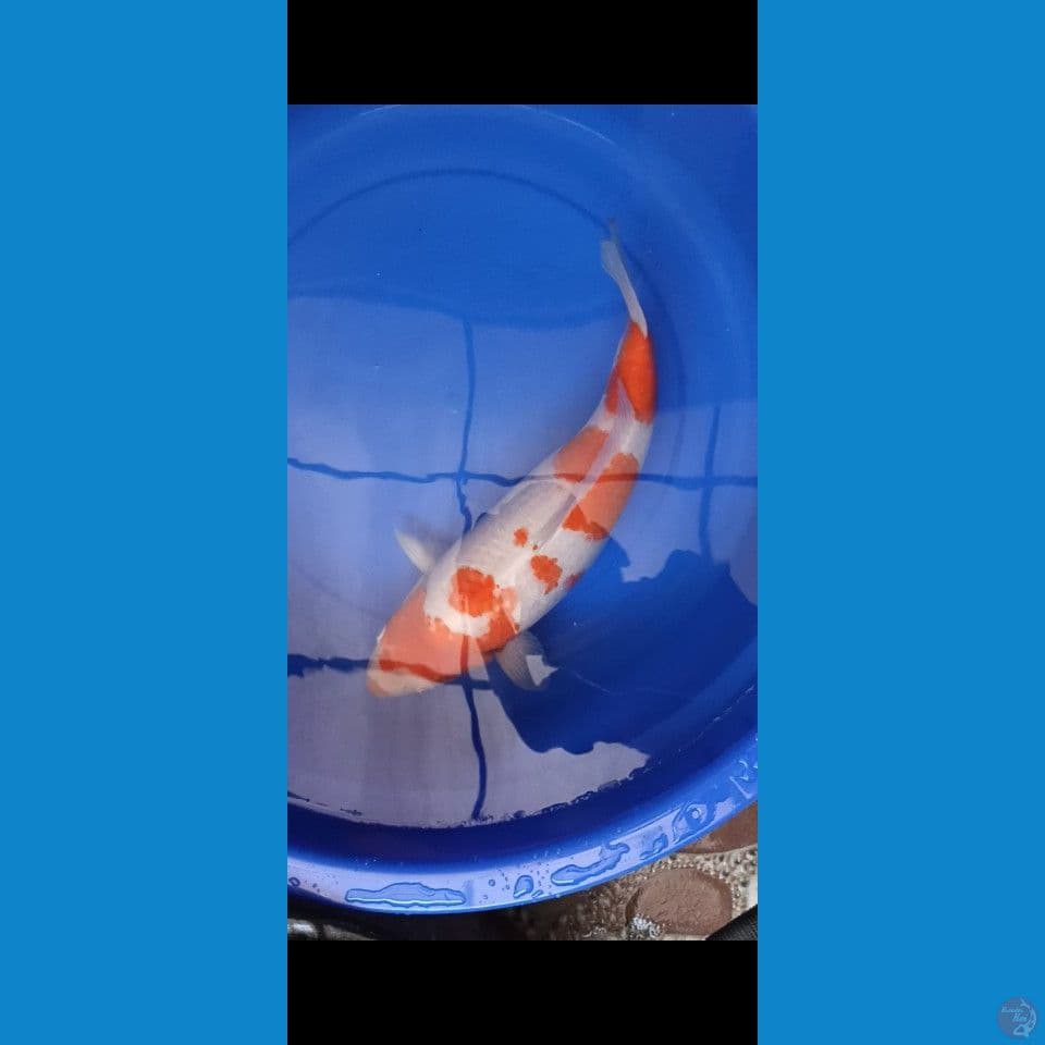 Kohaku bulky 50 bu Male punuk
