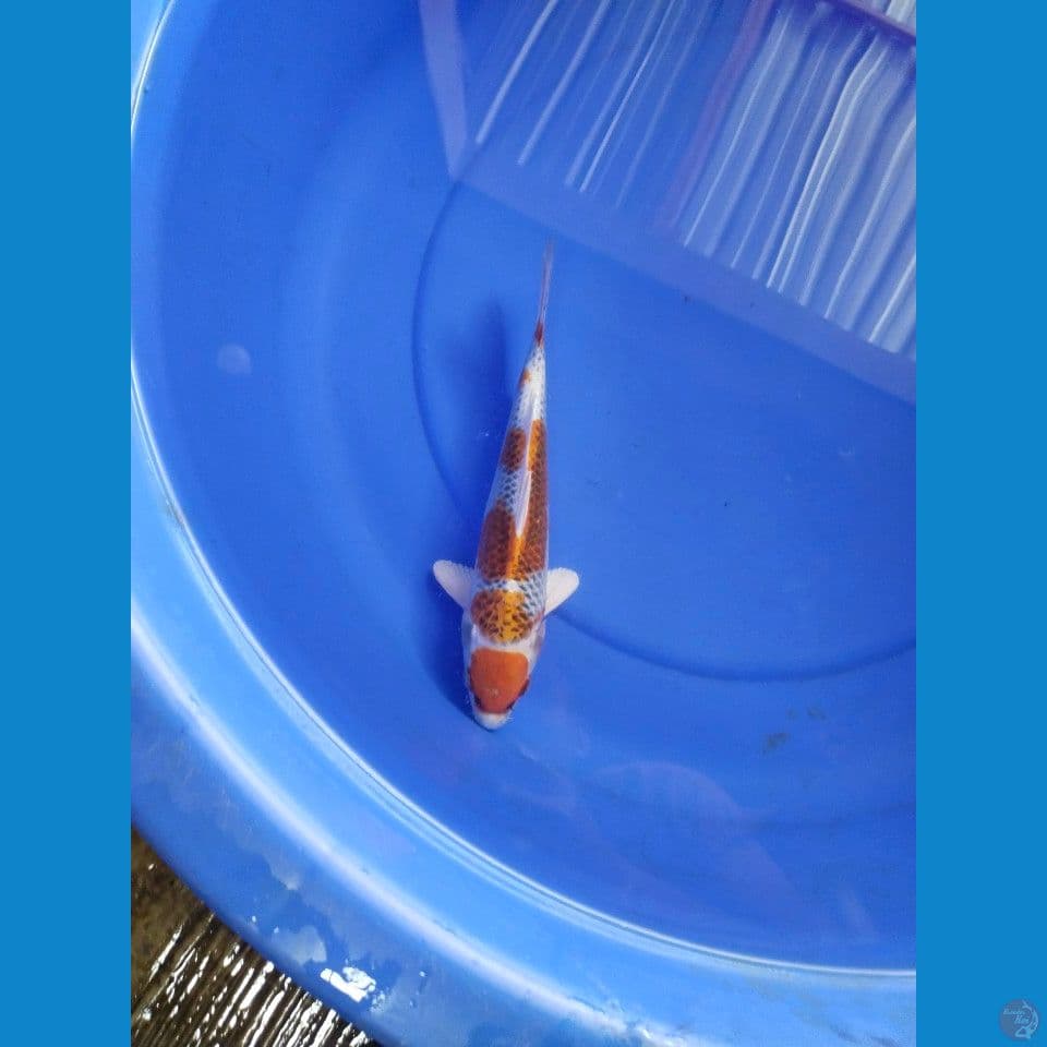 maruten kujaku 28 cm