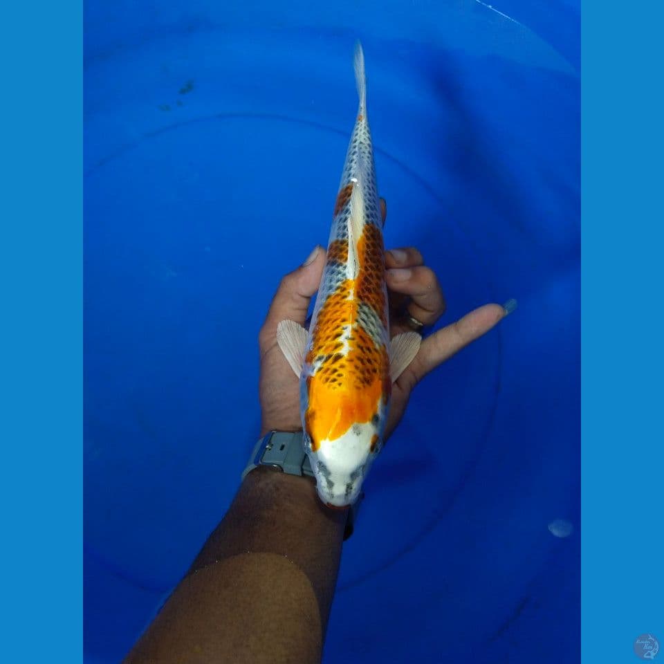 30 cm mantab