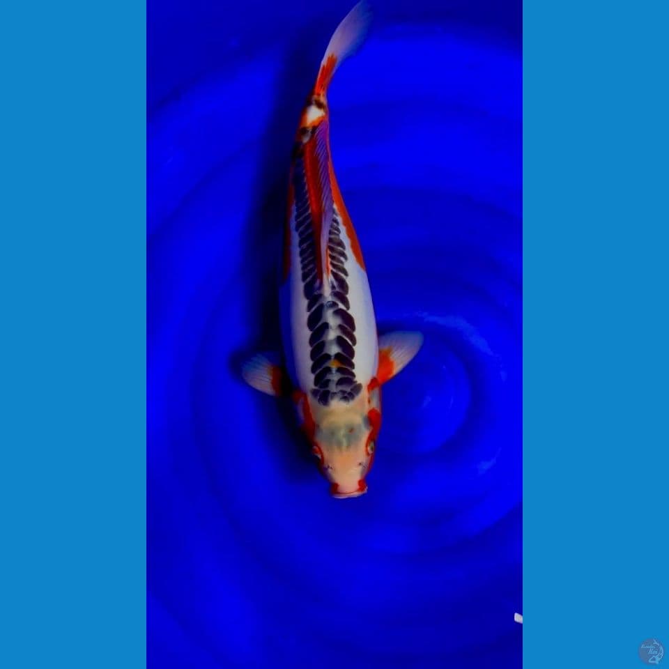 SHOW QUALITY HANA SHUSUI F1 KONISHI 51CM