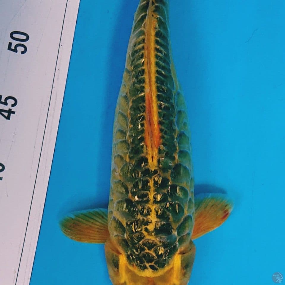 LIMITED EDITION 33 CM