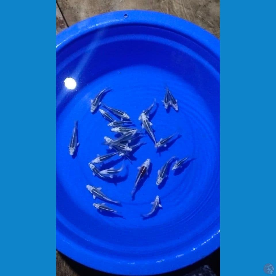 ginmatsubha 10 bu 14 cm