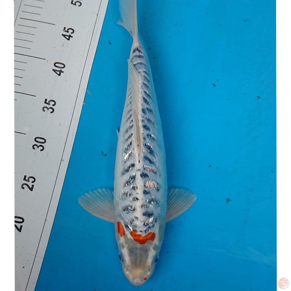 ANTIK 36 CM