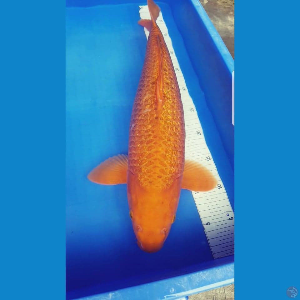 KARAMEL GINRIN JUMBO 50 CM