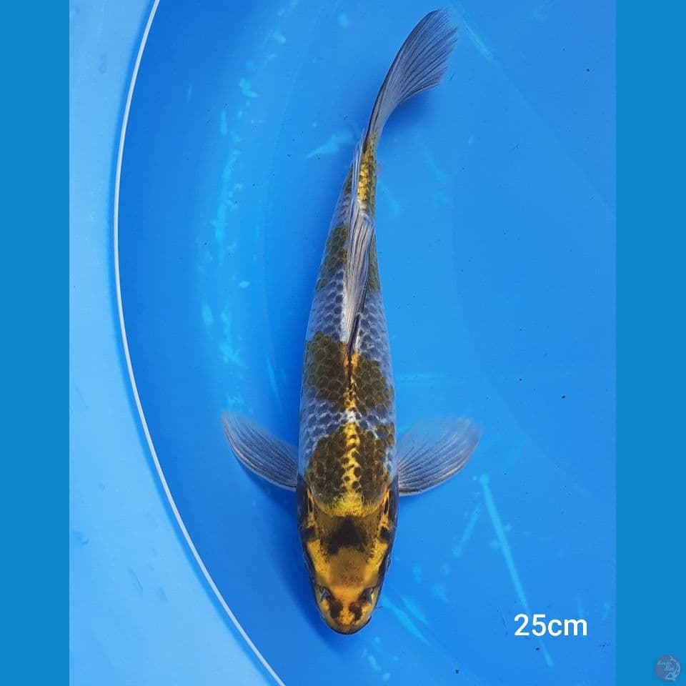 KUMPAI KOGANE 25CM MALE
