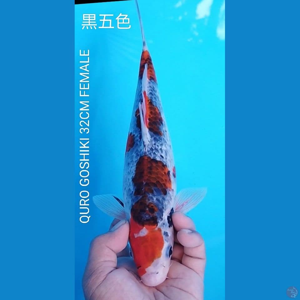 QURO GOSHIKI 32CM