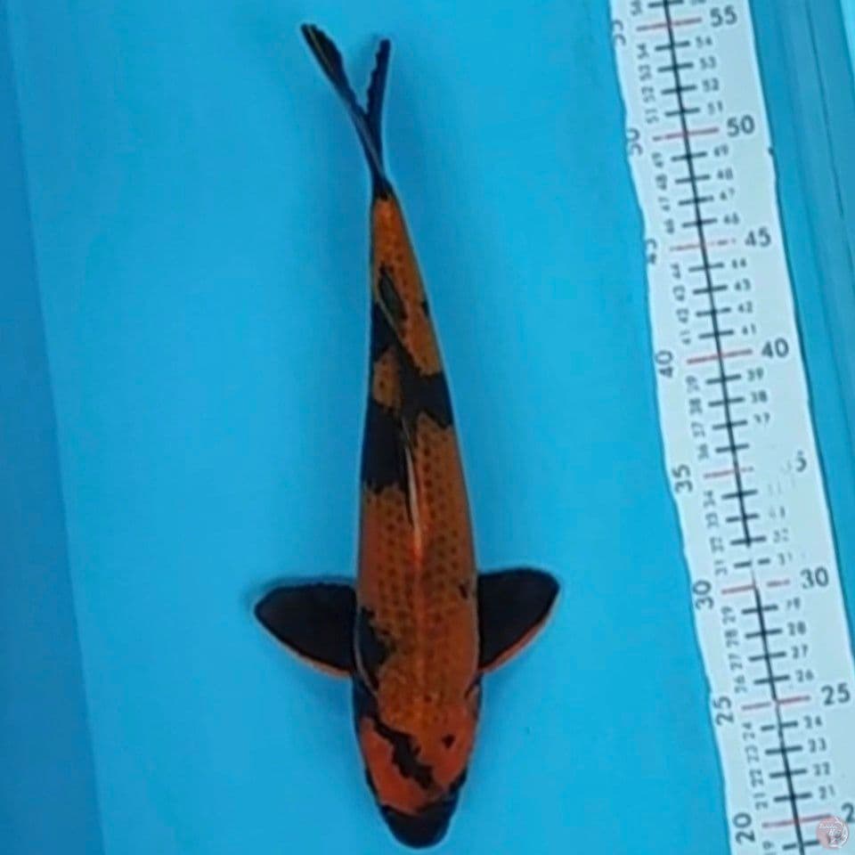 kinutsuri 35cm M