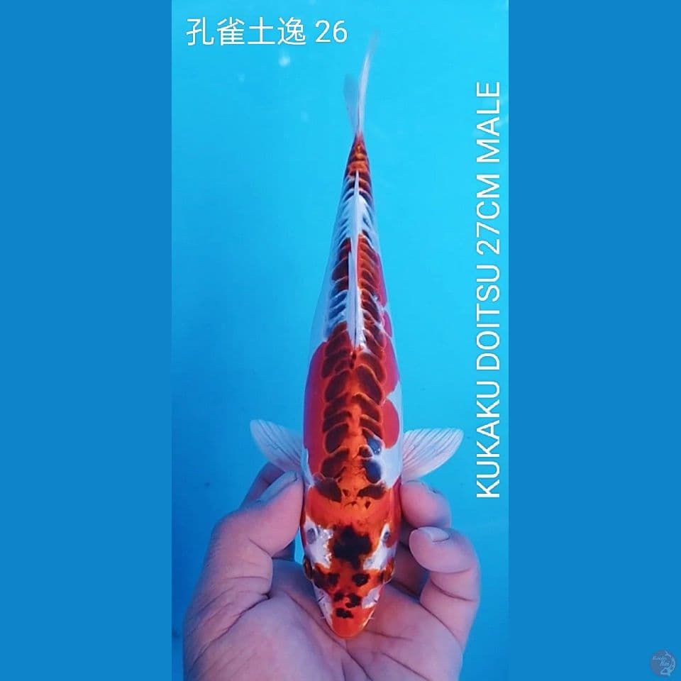 KUJAKU DOITSU 27CM MALE