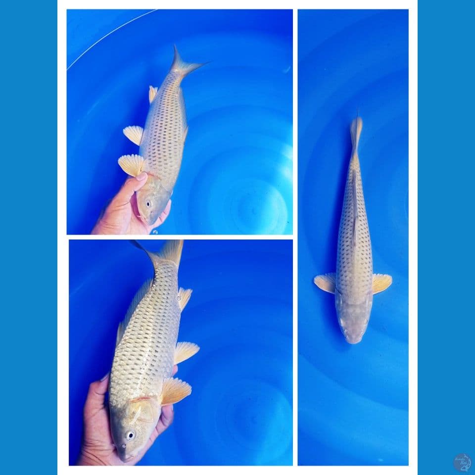 midori size 35BU