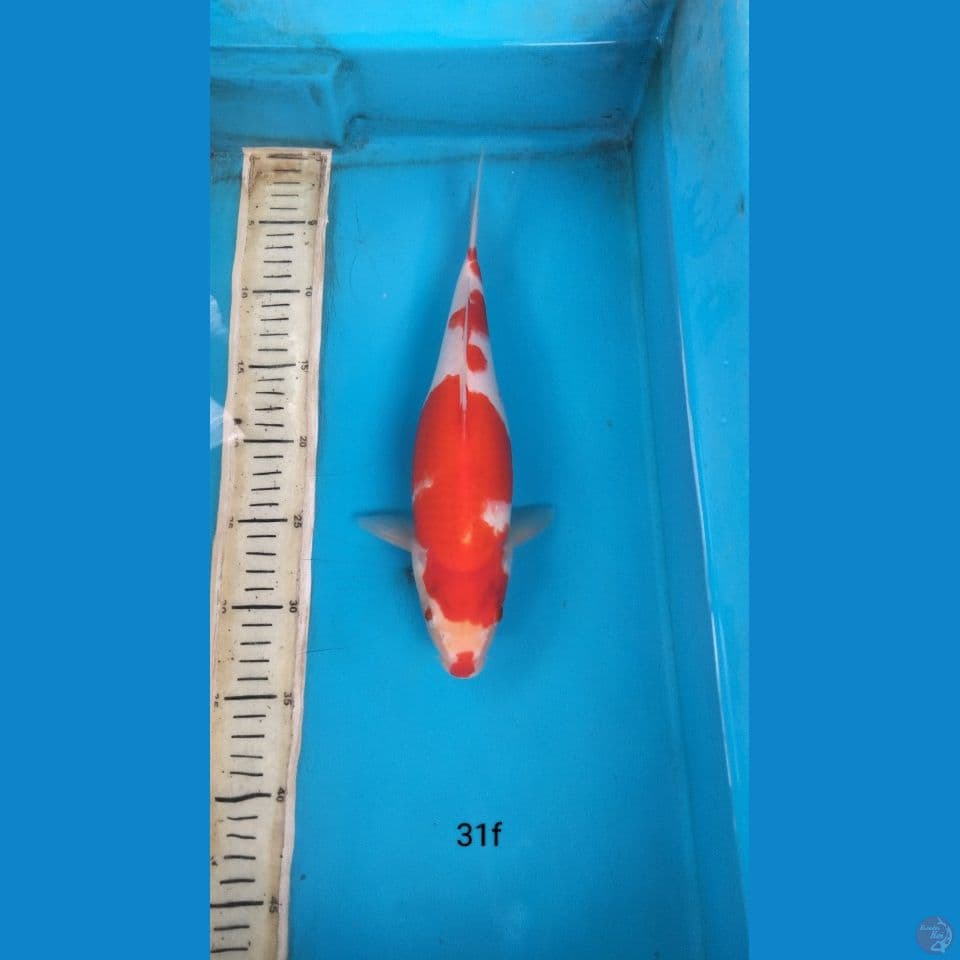 kohaku 31cm f