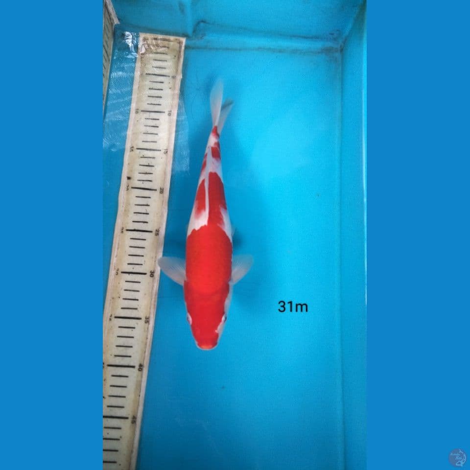 kohaku 31cm m