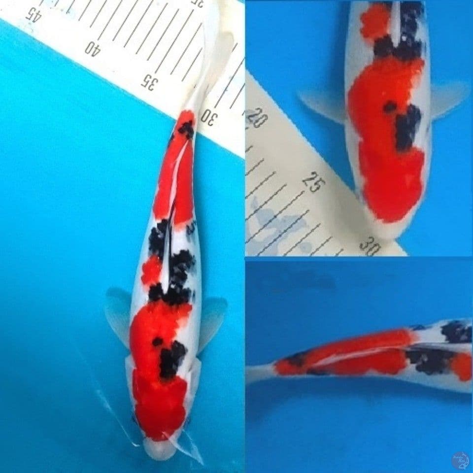 Red Sanke Inazuma Tsubozumi