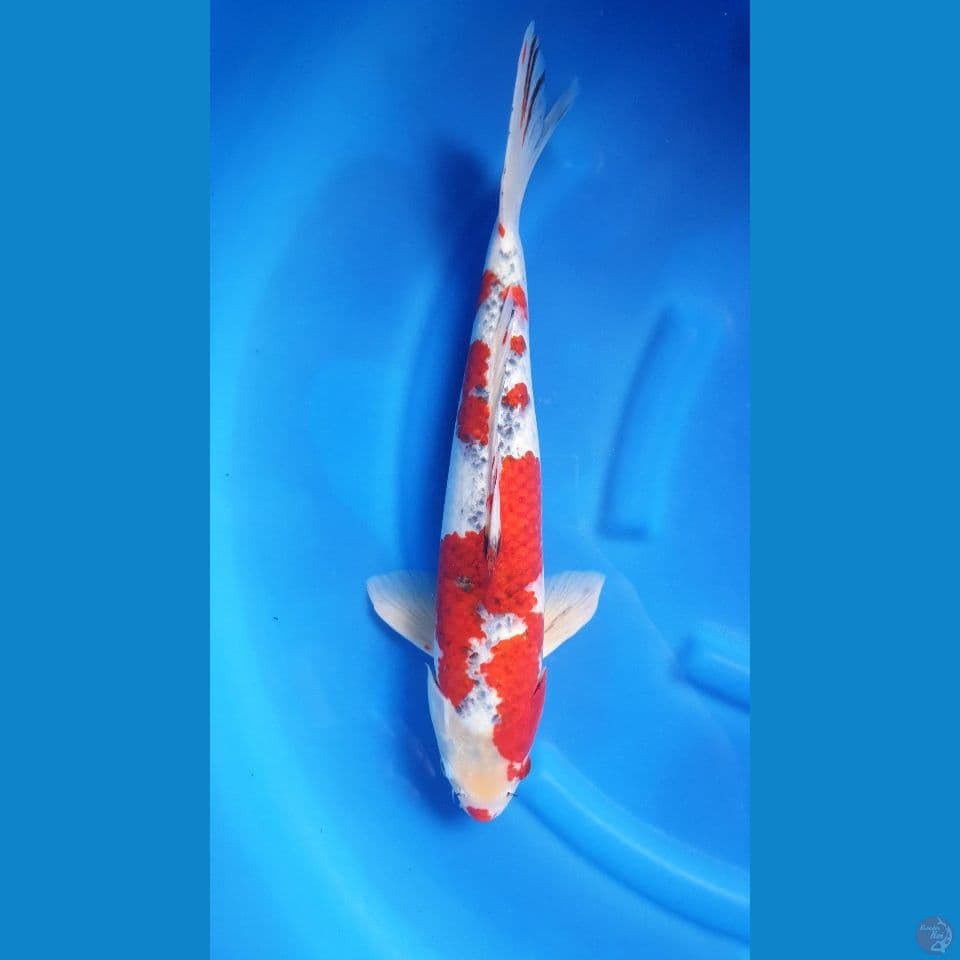 Ghosiki 48cm.