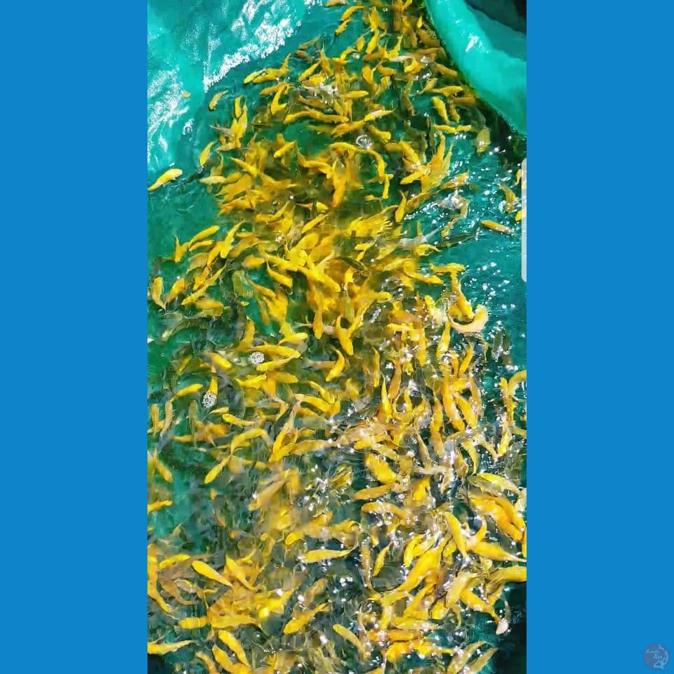 benihan KARASHI,KARAMEL,CHAGOI 3-7 CM 1000 ekor