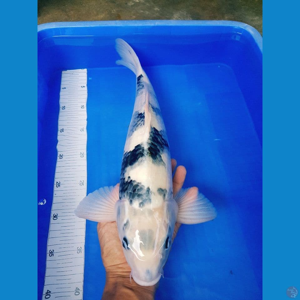 SHIRO GOOD SKIN 45 CM MALE