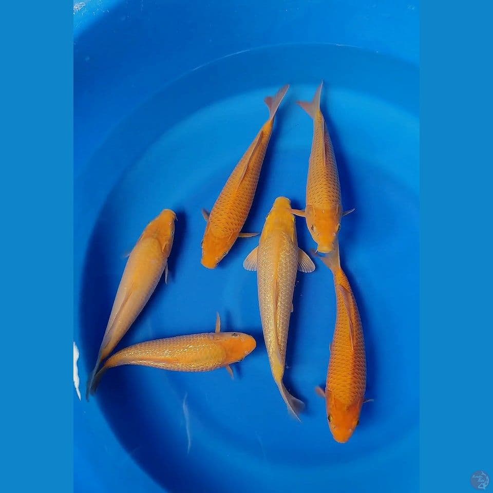 karashi karamel HQ