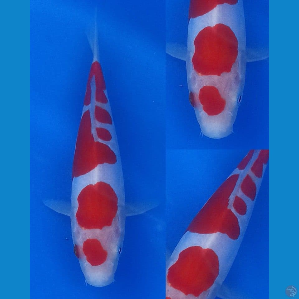 Kohaku Doitsu trong..!