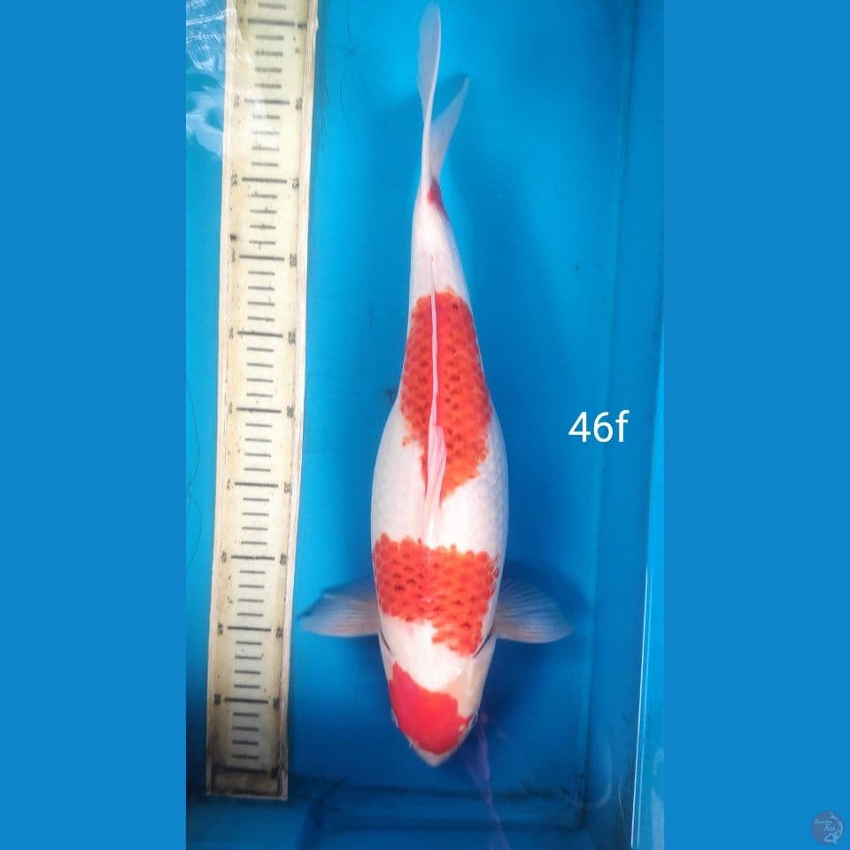 AI KOROMO, 46CM FEMALE