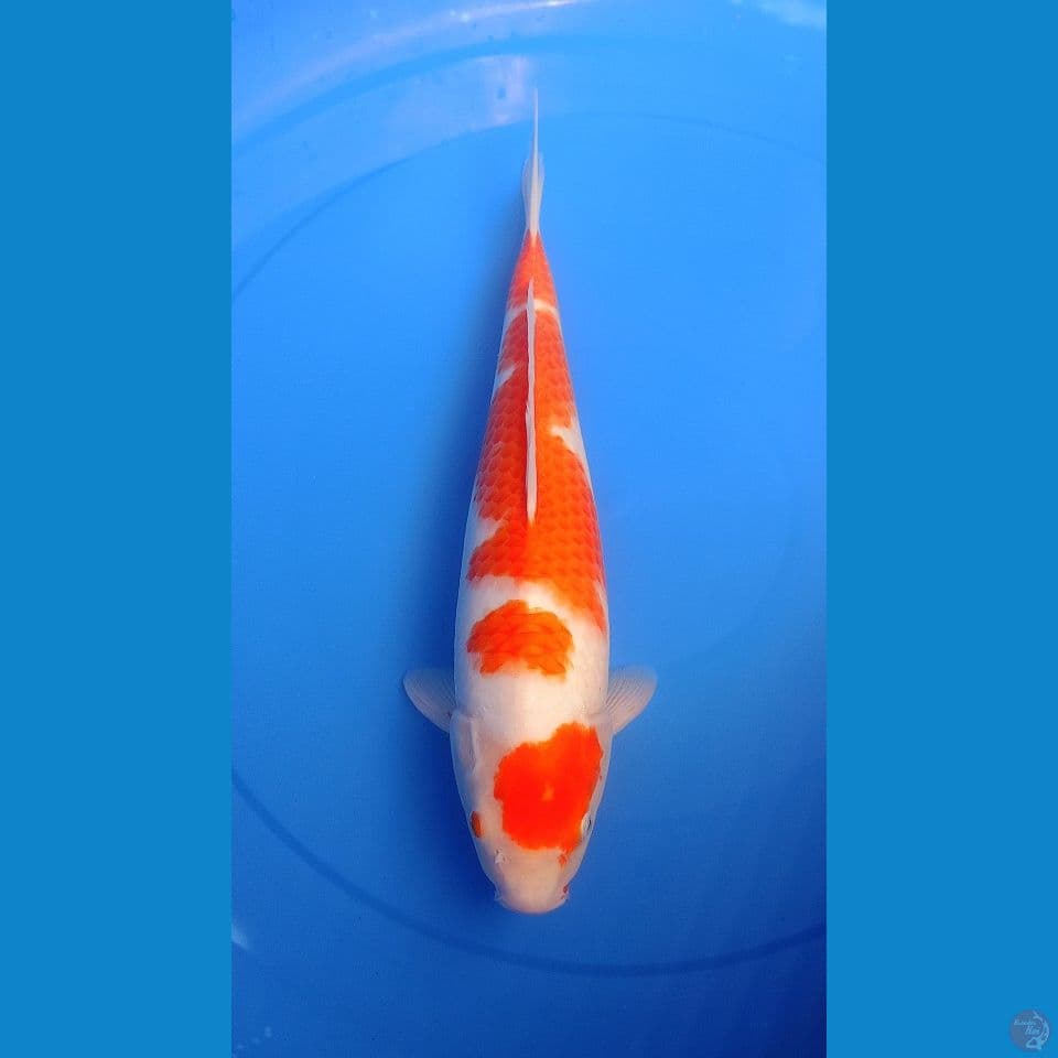 KOHAKU 36 CM FENALE
