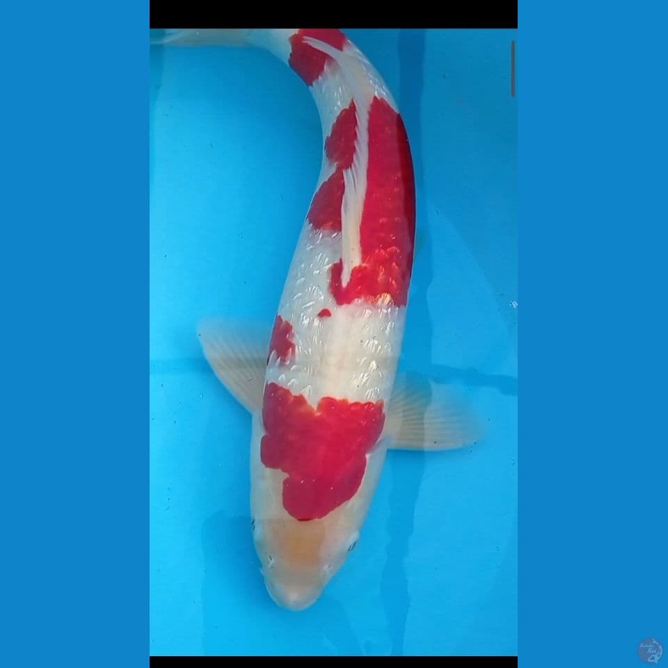 Ginrin Male 42 cm Red Strong
