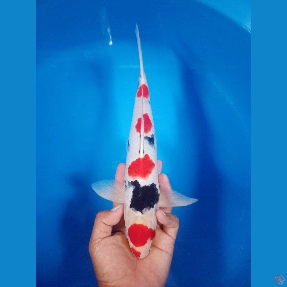 Maruten showa orii 34cm male