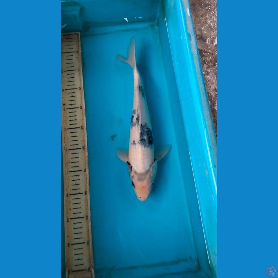 shiro 38cm male