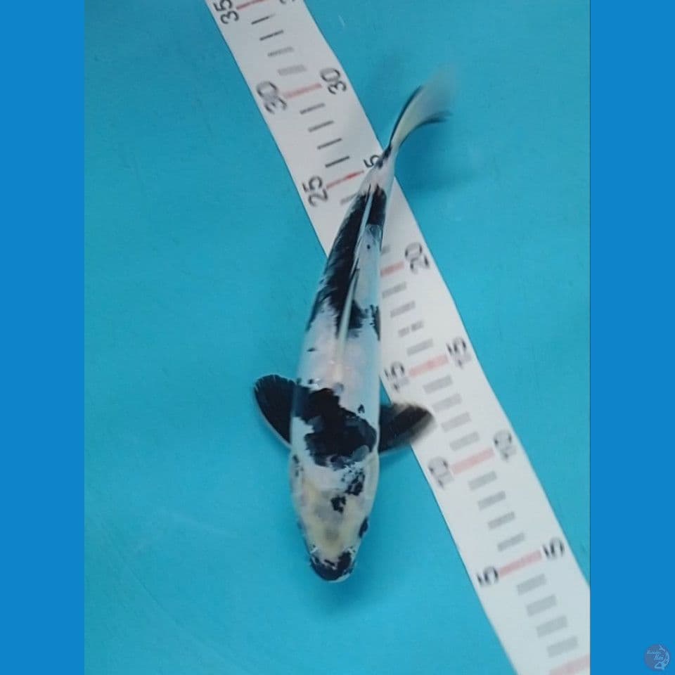 shiro doitsu 27cm male