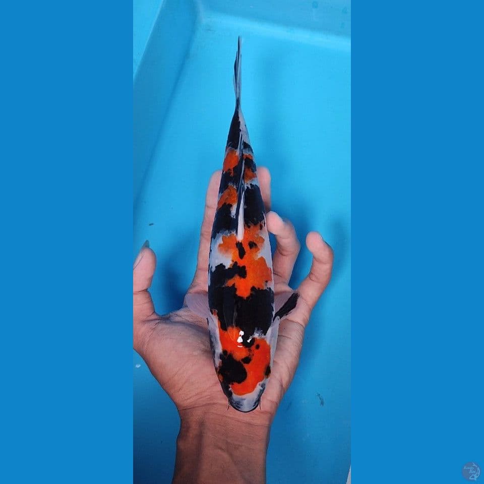 original showa shansoku 25 cm