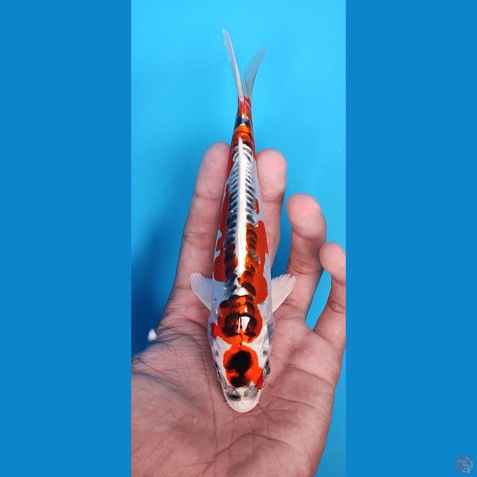 Minion kujaku doitsu 17 cm