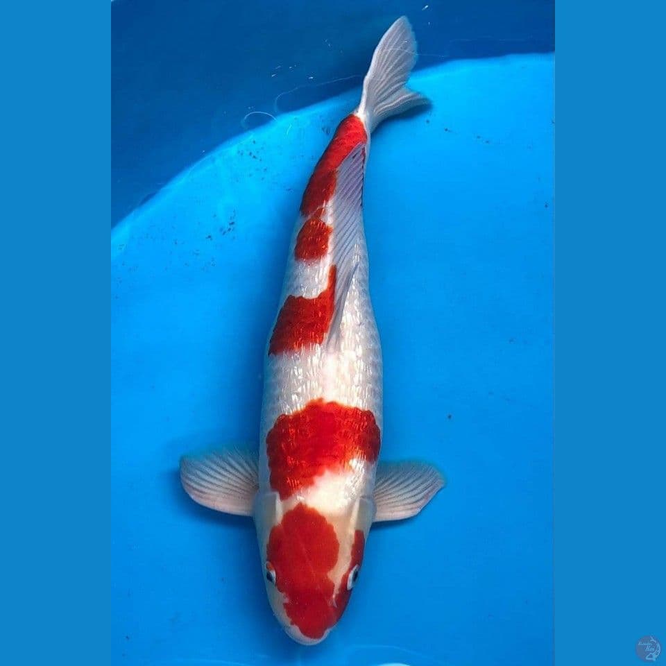 56 cm Jumbo ginrin jantan