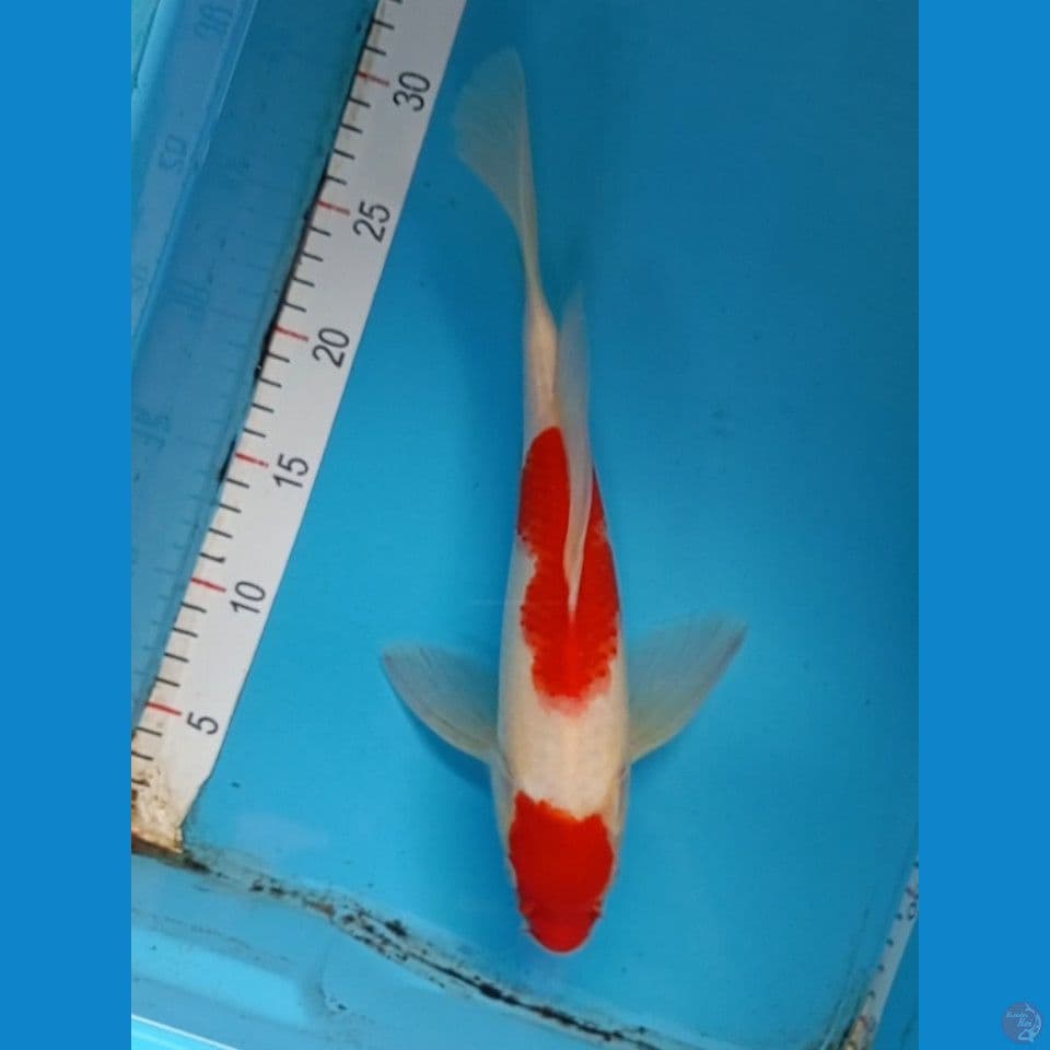 kumpay kohaku 30cm