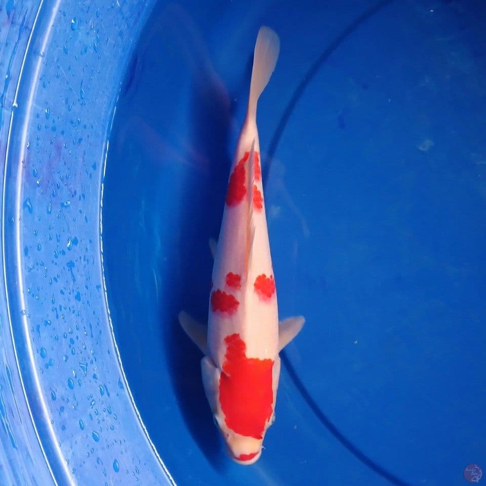 kohaku calon jumbo