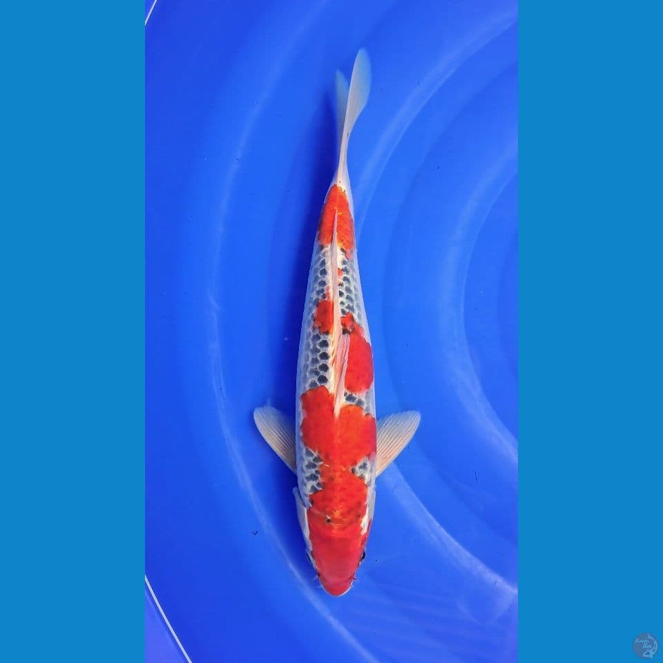 GOSHIKI RACING 34cm
