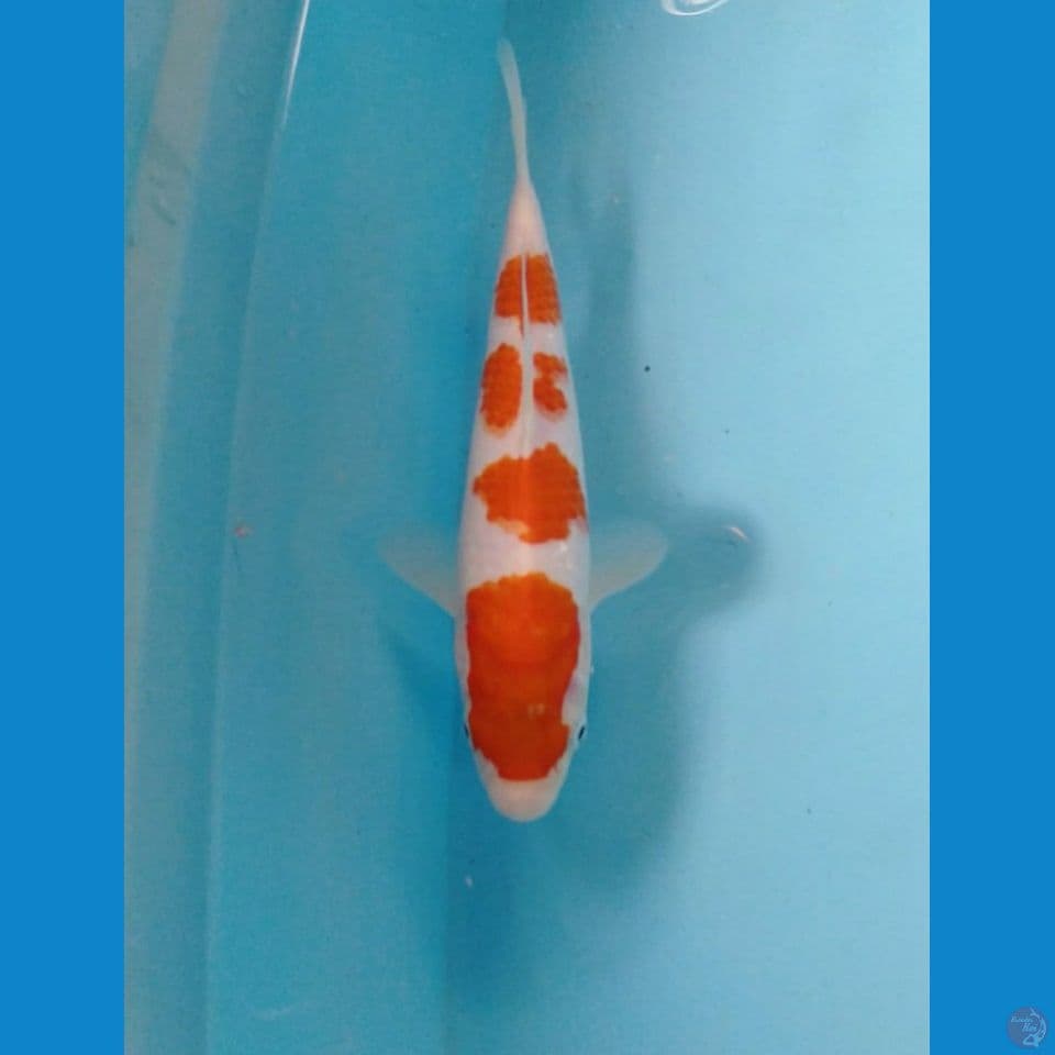 kohaku 20cm