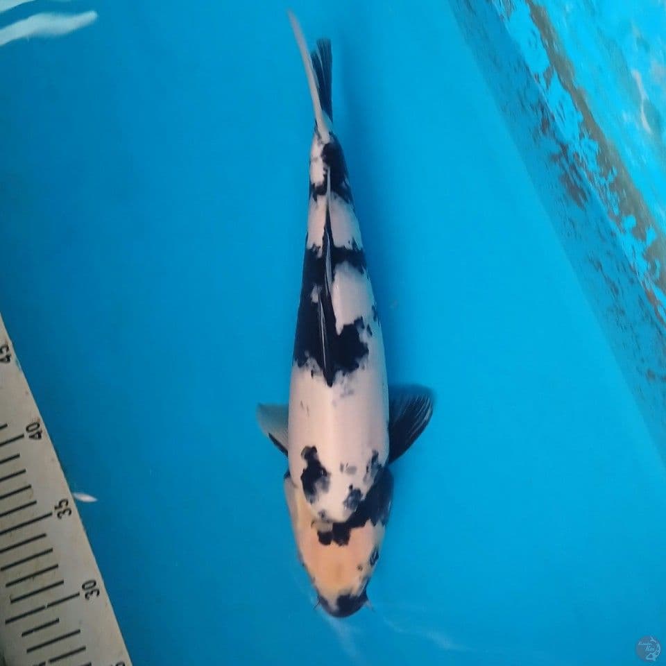 shiro calon jumbo