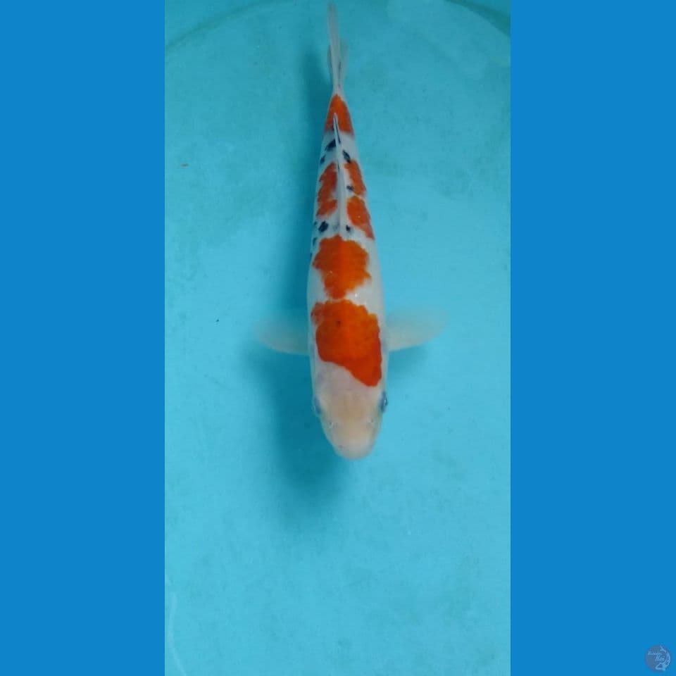 sanke 25cm